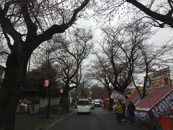 常盤平桜祭り