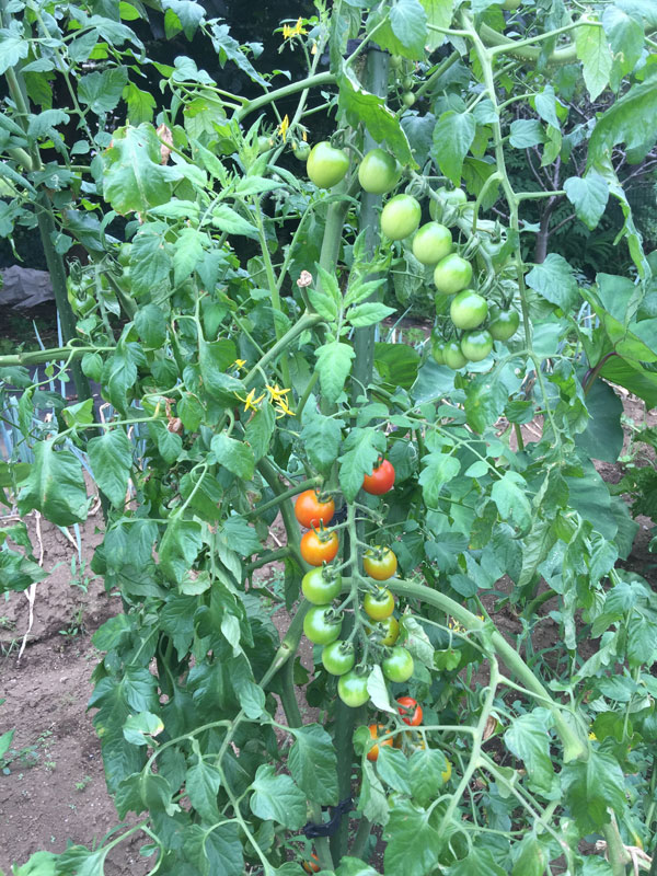 トマト農園