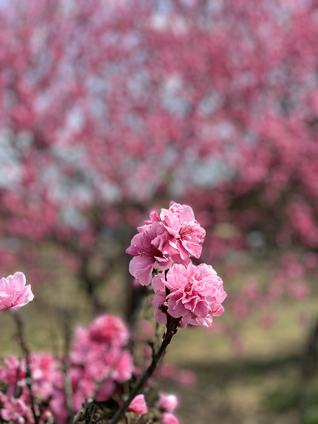 下野国分尼寺桜
