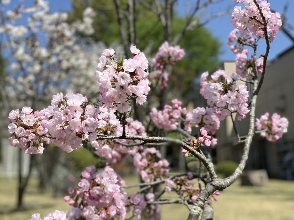 桜櫻