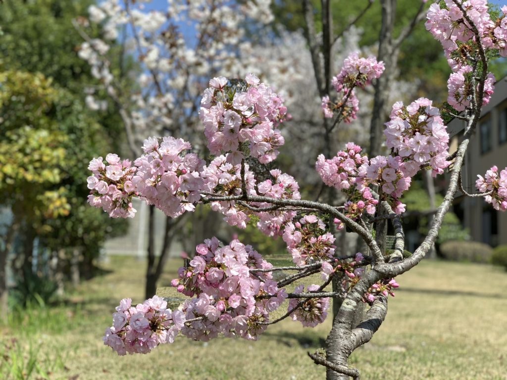 桜櫻